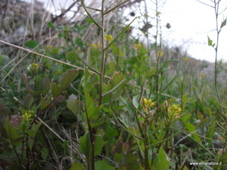 stello di Poira-22-12-2012 09-25-51